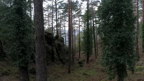 Tree Trunks in Forest