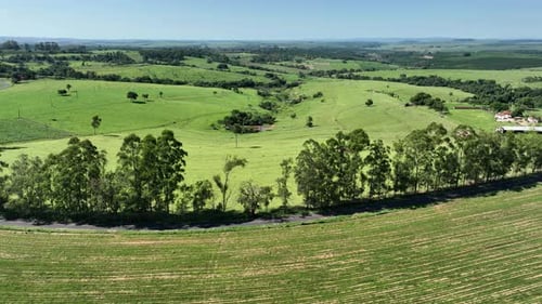 Eucalyptus forest at countryside rural scenery.