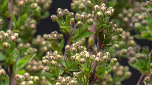 Time Lapse of White Spiraea Flowers Blooming