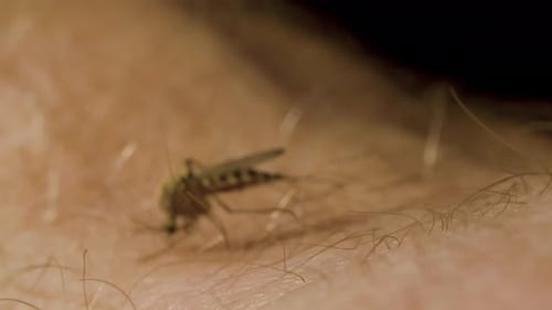 Weibliche Mücke mit ihrem Bauch voller rotem Blut saugt einem Mann aus der Hand