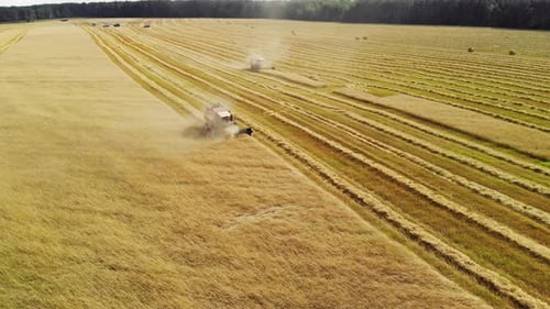 Combine Harvesters Harvesting Grain in Rural Farmland
