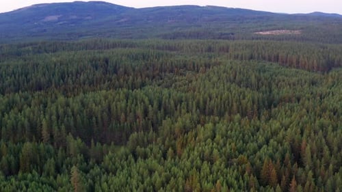 Drone Shot of Endless View of Forest Trees and Mountain Range in the Background