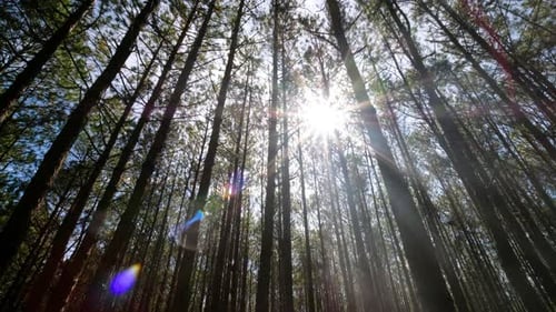 View up, bottom view of pine trees in forest in sunshine