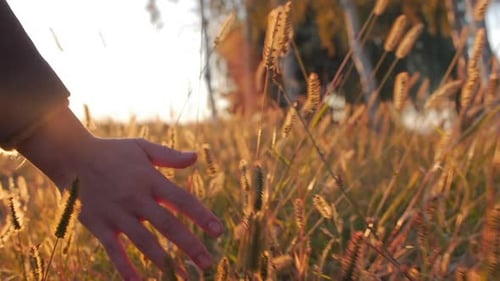 Female Farmer Hand Touching Touching Grass, Wheat, Corn Agriculture on the Field Against a Beautiful