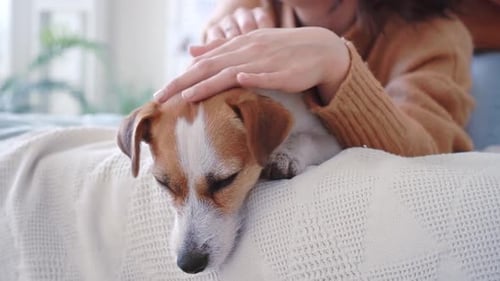 Close Up Portrait Contented Zhedek Russell Dog Lying Bed at Home with His Beloved Owner on Bed