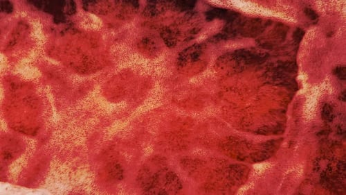 Macro Abstract Blood-Red Cells Texture Background