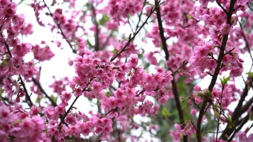Japanisch Sakura