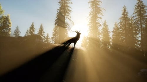 Cerf mâle dans la forêt au coucher du soleil
