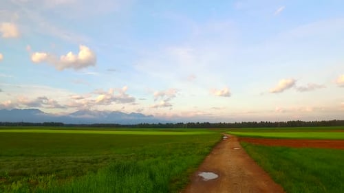 Path on the Field on a Summer
