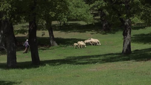Schafe und Hirten im Wald.