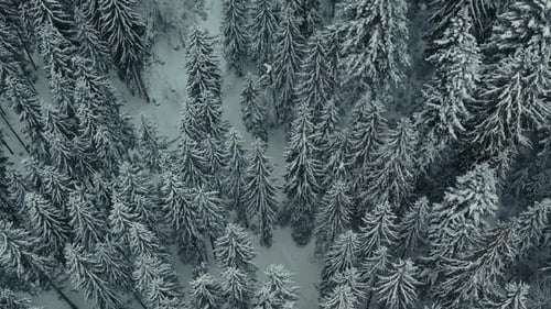 Winter Forest Snow Pine Trees Landscape Drone Shooting Video
