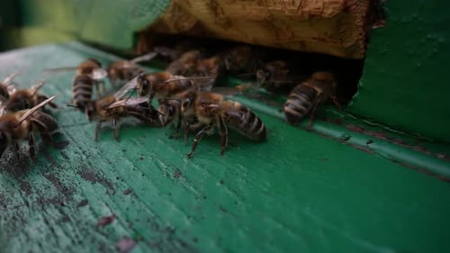 Beehive 16