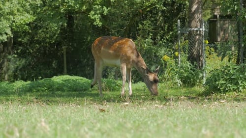 Young Deer Grazing Peacefully in Forest Clearing