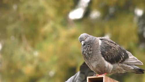 Pigeons In Green Nature