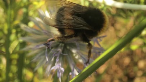 Makro-Videoaufnahmen von Biene auf Wildblume
