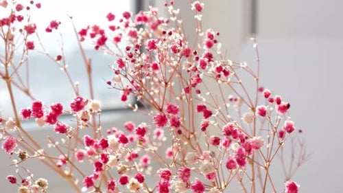 Close Up of Pink and White Baby's Breath Flowers