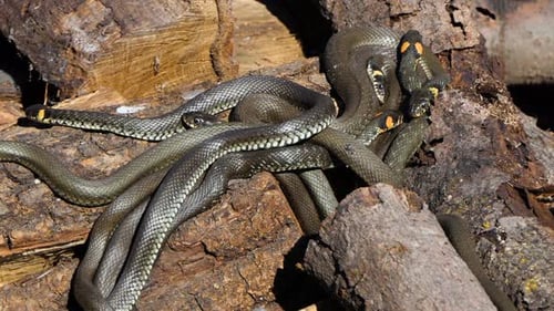 Close Up of Group of Grass Snakes on Logs