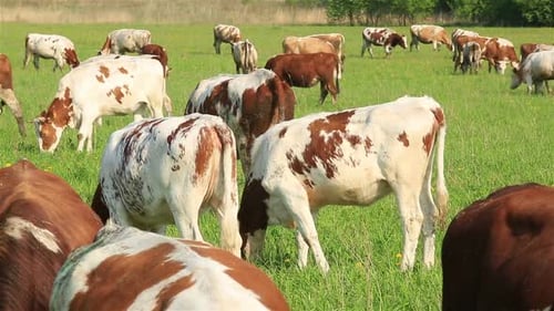 A Herd of Dairy Cows Grazing on a Green Meadow in Summer