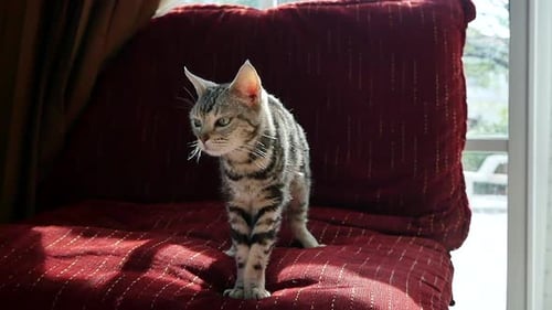 Striped Kitten Standing on Chair Cushion Indoors