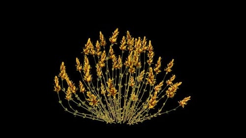 Cultivo de calluna amarilla
