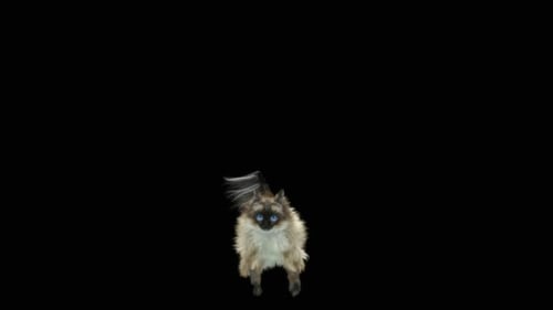 Katze HD