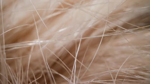 Macro Close Up of Delicate White Animal Hairs