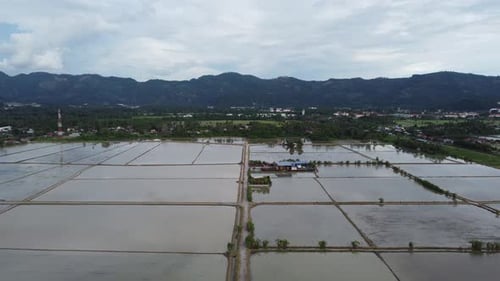 Aerial view water plantation in paddy field