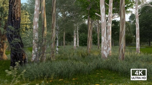 Green Grass And Large Trees In The Park 4K