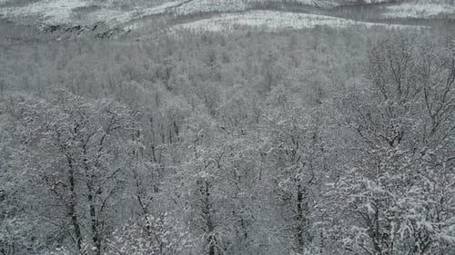 Stunning white winter landscape scene - fresh snow on treetops, aerial