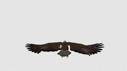 Golden Eagle - 4K Flying Loop - Rückansicht
