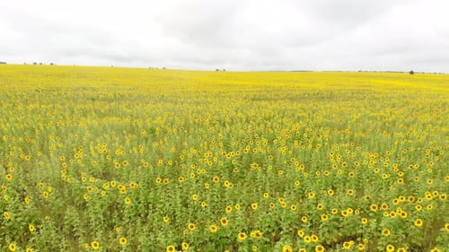 A Bright Huge Field Full of Ripe Yellow Sunflowers - Aerial