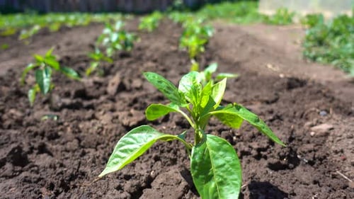 Rows of Pepper Seedling Grow on Fertile Soil on an Eco-friendly Farm