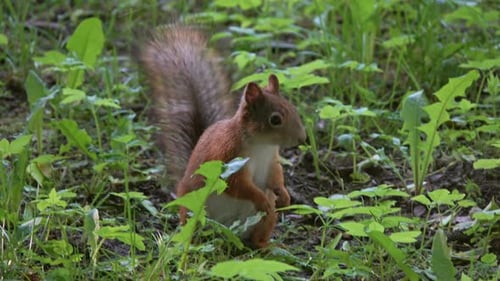 Squirrel with Nut in Summer Park