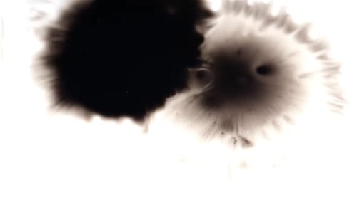Abstract Black Ink Drops Expanding on White