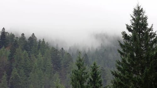 Fog in Mystery Forest