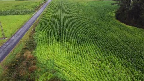 Rows of fresh plants on field in countryside