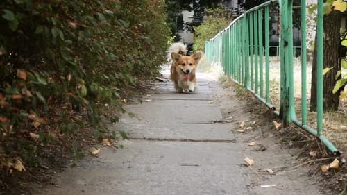 Happy Corgi Walks Down Path