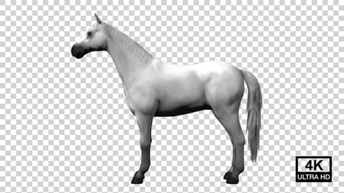 Horse Idle Side View