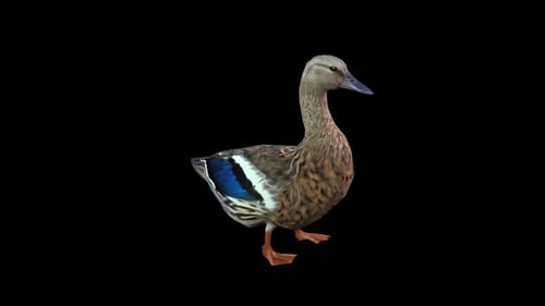Duck Walk 2