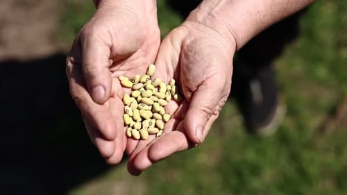 Hands Cupping Seeds in the Sunlight