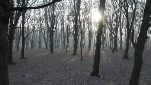 Inside a Scary Mystical Foggy Forest. Trees Surrounded in Mist and Fog. Aerial Gimbal Drone Footage
