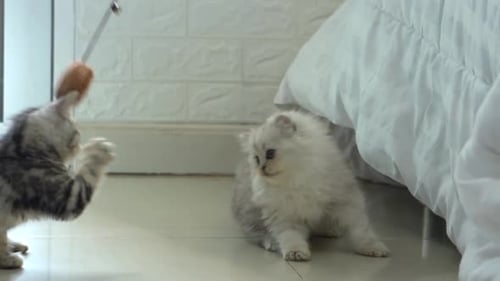 Cute Persian Kittens Playing Toy Together
