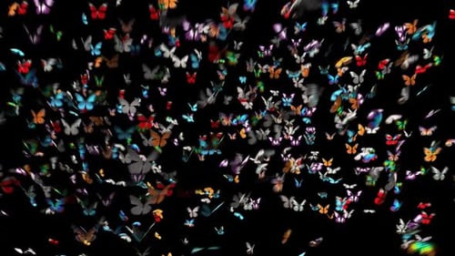 Butterfly HD