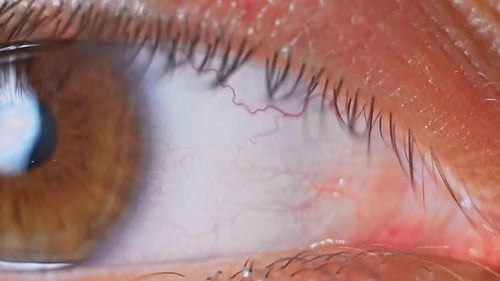 Detailed Close Up of a Brown Human Eye