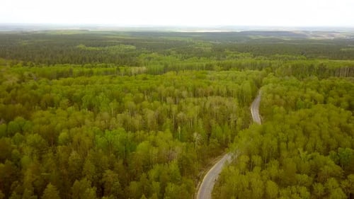 A Road In The Woods