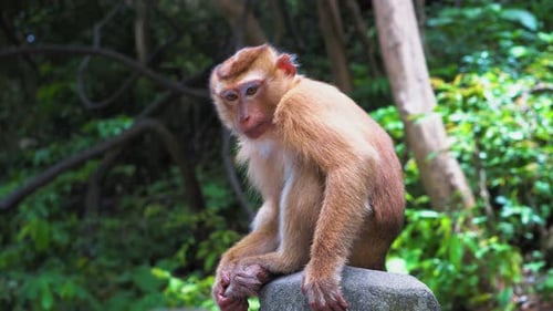 Affe im Wald sitzt auf einem Felsen und schaut sich um