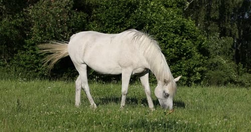 white horse is grazing in a spring meadow