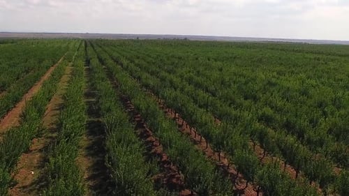 Flying Over the Fruit Trees