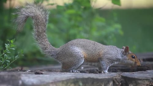 Eichhörnchen frisst Samen im Park Washington DC USA