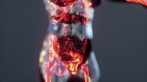 Human Joints Concept with the Skeleton Anatomy of the Body